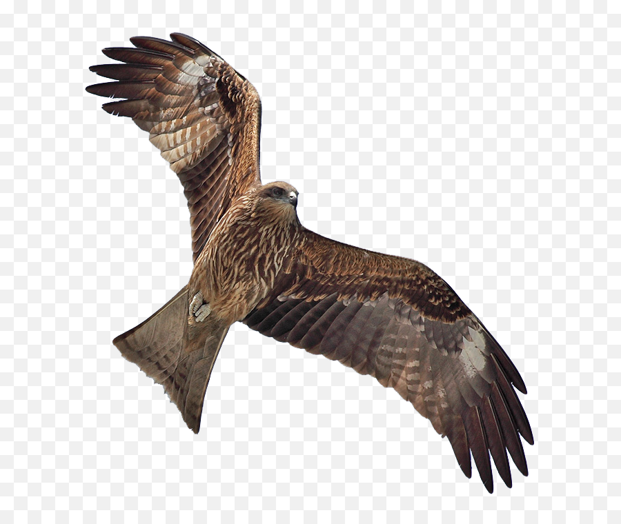 Download Collection Of High - Kite Bird Transparent Brown Hawk In Flight Png,Bird Transparent Background