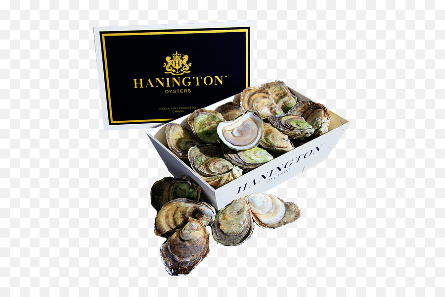 Hanington Oysters - Tiostrea Chilensis Png,Oysters Png