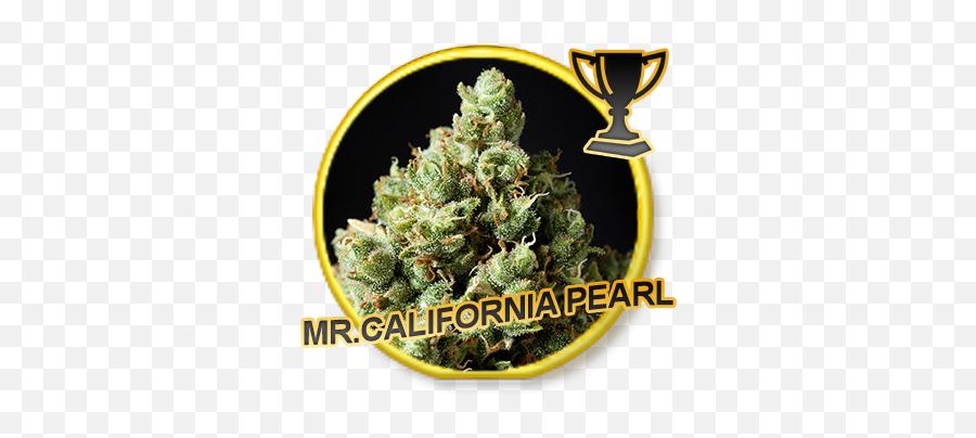 Mr California Pearl - California Png,Pearl Transparent