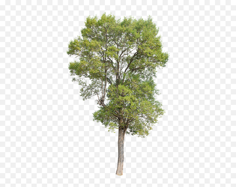 Tree Green Isolated - Free Photo On Pixabay Isolated Green Trees Png,Birch Tree Png