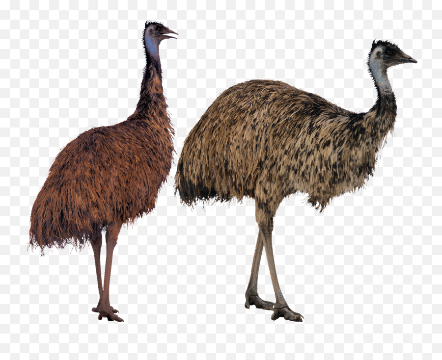 Download Ostrich Png Transparent Image - Emu Png,Ostrich Png