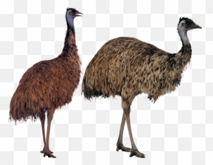 Download Ostrich Png Transparent Image - Emu Png,Ostrich Png