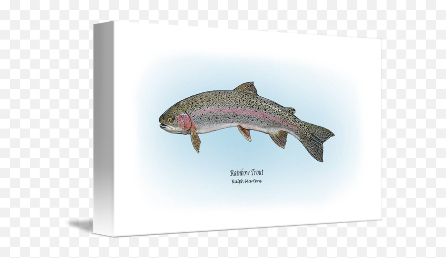 Salmon Rainbow Trout Drawing - Rainbow Trout Png Download Picture Frame,Trout Png