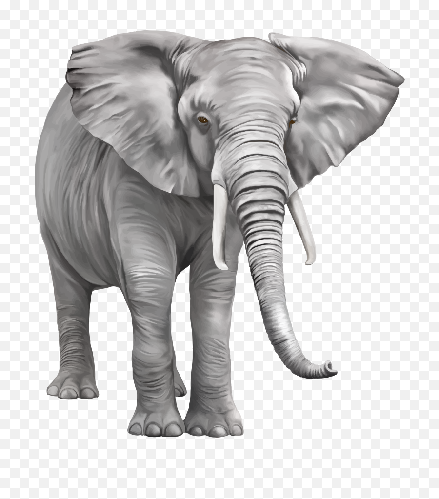 Download Elephant Png Free - Transparent Background Elephant Png,Elephant Transparent Background