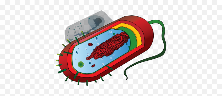Bacteria Cell Png Svg Clip Art For Web - Download Clip Art Draw A Labelled Diagram Of Prokaryotic Cell,Cell Png