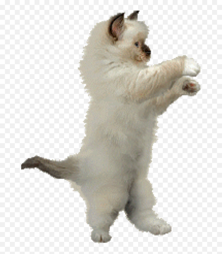 Dance Animation Cat Clip Art - Animation Png Download 768 Dancing Cat Gif Png,Dancing Cat Gif Transparent