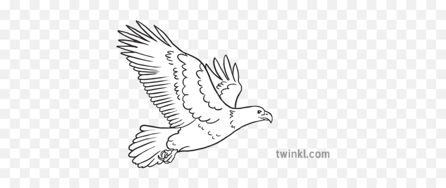 Eagle Emoji Birds Animals Nature Twinkl - People Helping Each Other Drawing Png,Emoji Animals Png