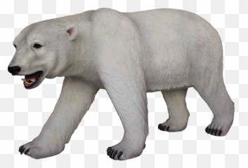 Download - Polarbearpngtransparentimagestransparent Polar Bear Png Transparent,Polar Bear Png
