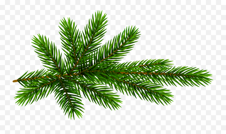 Evergreen Branch Png Picture 1832705 - Transparent Christmas Pine Tree Branch Png,Branch Png