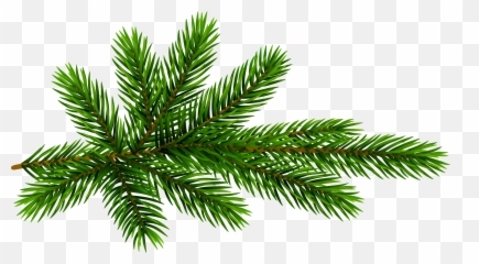 Evergreen Branch Png Picture 1832705 - Transparent Christmas Pine Tree Branch Png