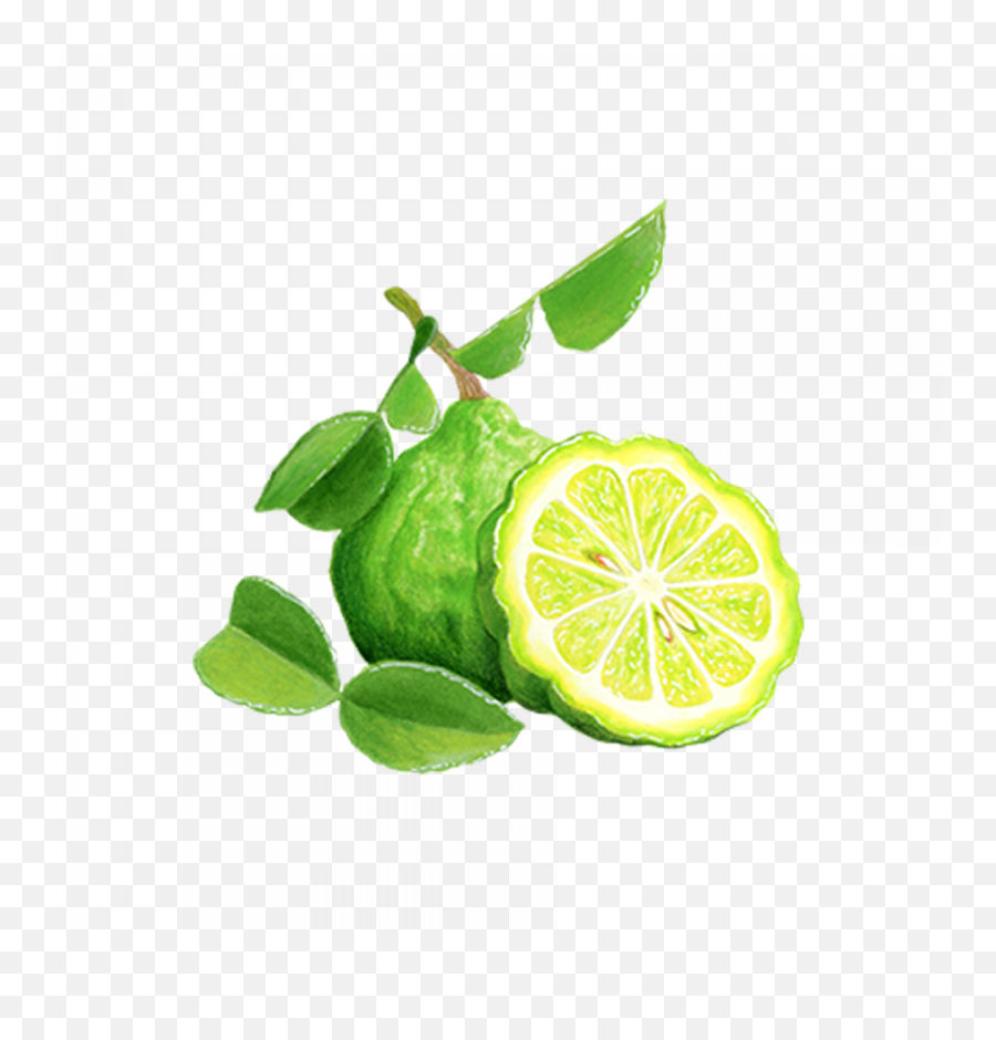 Citrus Christopher Kimballu0027s Milk Street - Kaffir Lime Png,Lime Wedge Icon