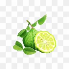 Citrus Christopher Kimballu0027s Milk Street - Kaffir Lime png