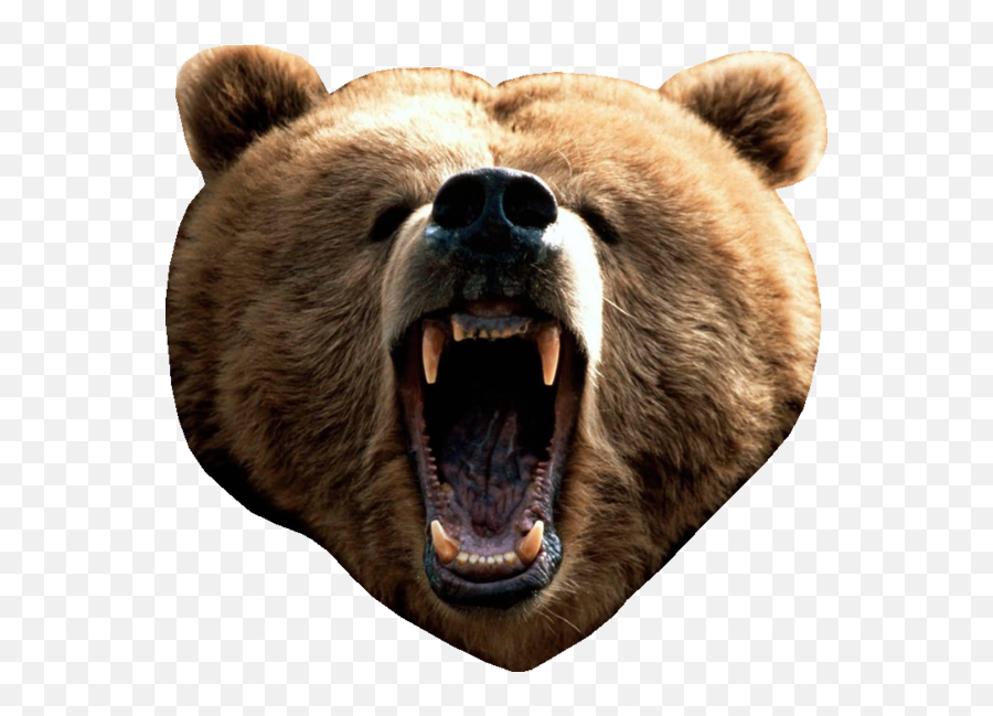 Bear Head Png Picture - Brown Bear Head Png,Bear Head Png