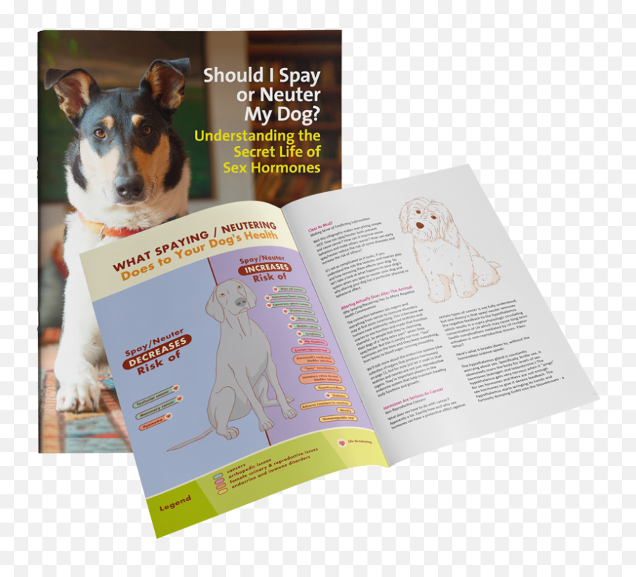 Puppy Culture Spayneuter Booklet - Ratonero Bodeguero Andaluz Png,Transparent Puppy