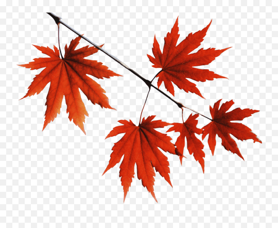 Red Leaves Png 3 Image - Transparent Red Leaves Png,Red Tree Png