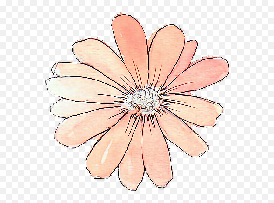 Download Tumblr Drawing Watercolor Peach Flower - Flower Flower Sticker Png,Tumblr Transparent Stickers