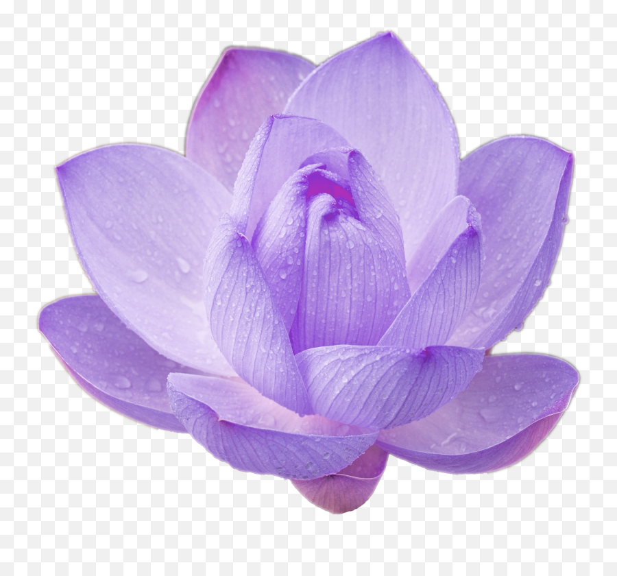 Lotus Flower Cool Nature Png For Your - Transparent Purple Lotus Flower,Lotus Png