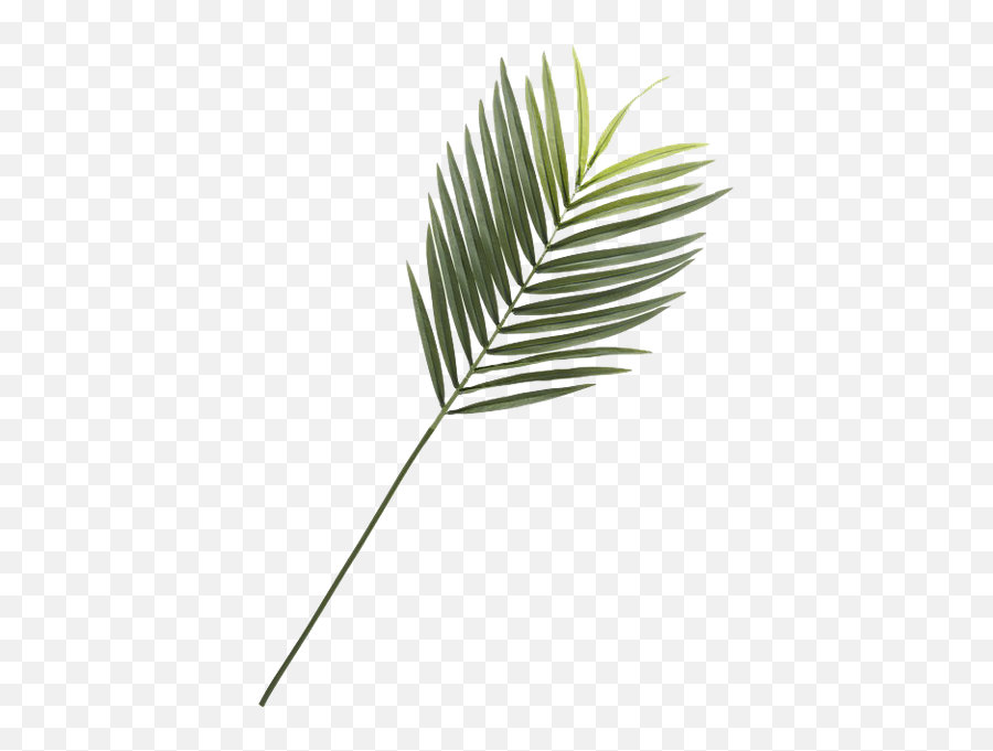 Faux Phoenix Palm Leaf 44 - Púzdro Na Okuliare Png,Palm Frond Png