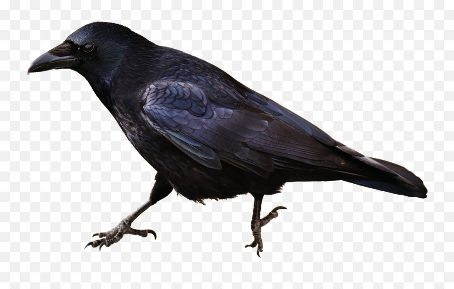 Crow Png Transparent Image - Group Of Crows Called,Crow Transparent