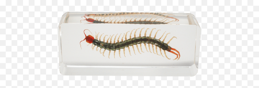 Centipede Resin Block - Centipede Resin Png,Centipede Png