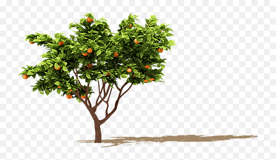 Fruit Tree Png Transparent Image - Transparent Orange Tree Png,Fruit Tree Png
