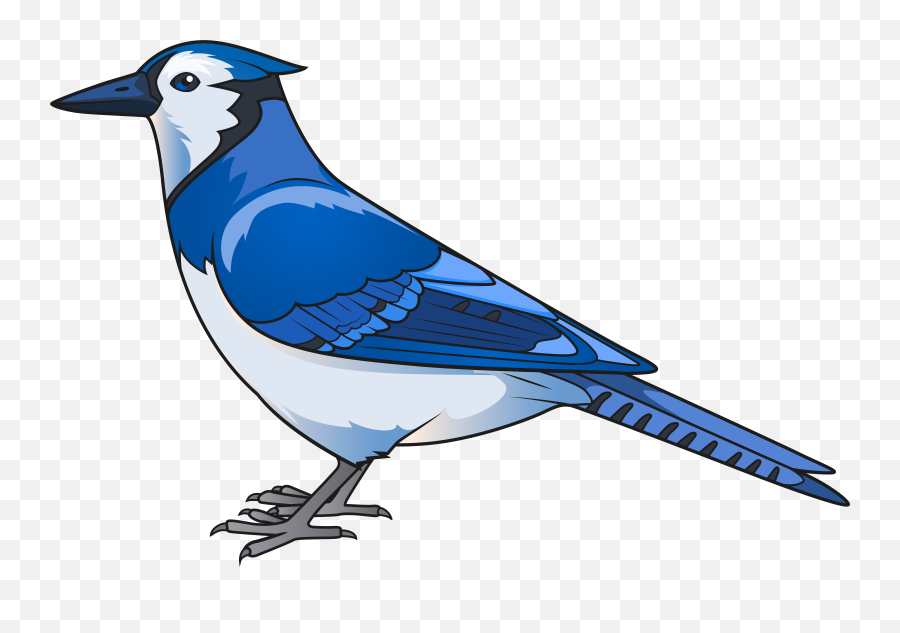 Blue Jay Transparent Png Clipart Free - Blue Jay Bird Clipart,Blue Jay Png