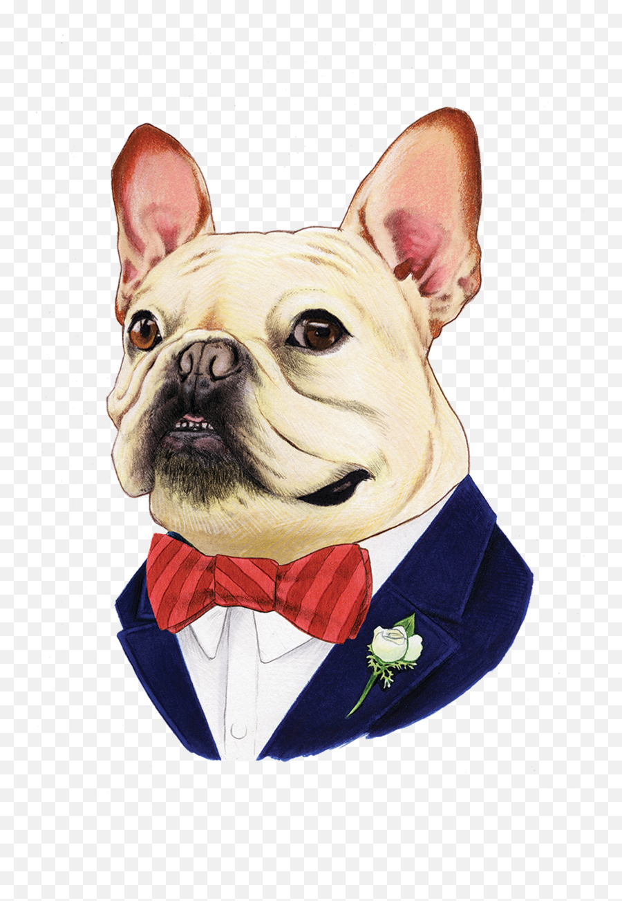 French Bulldog - Berkley Illustration Png,Bulldog Transparent