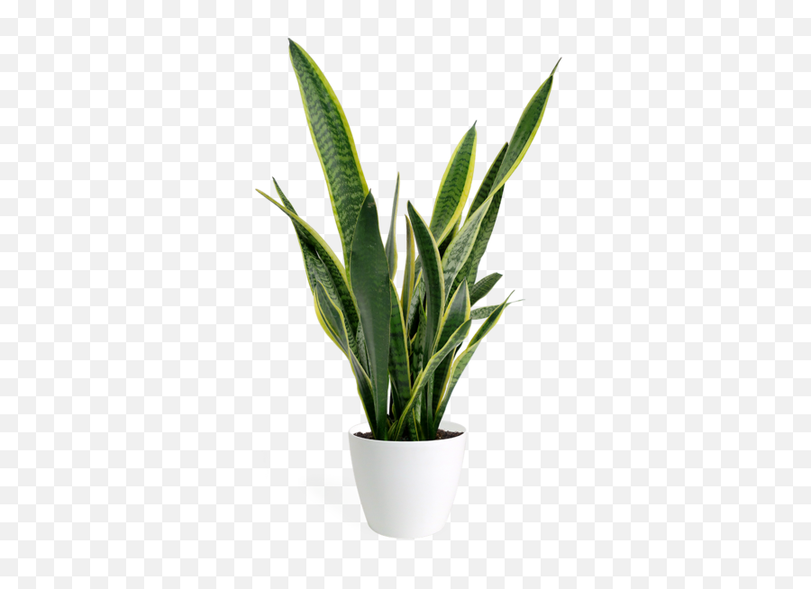 Free Cliparts Png - Transparent Small Plant Png,Yucca Png
