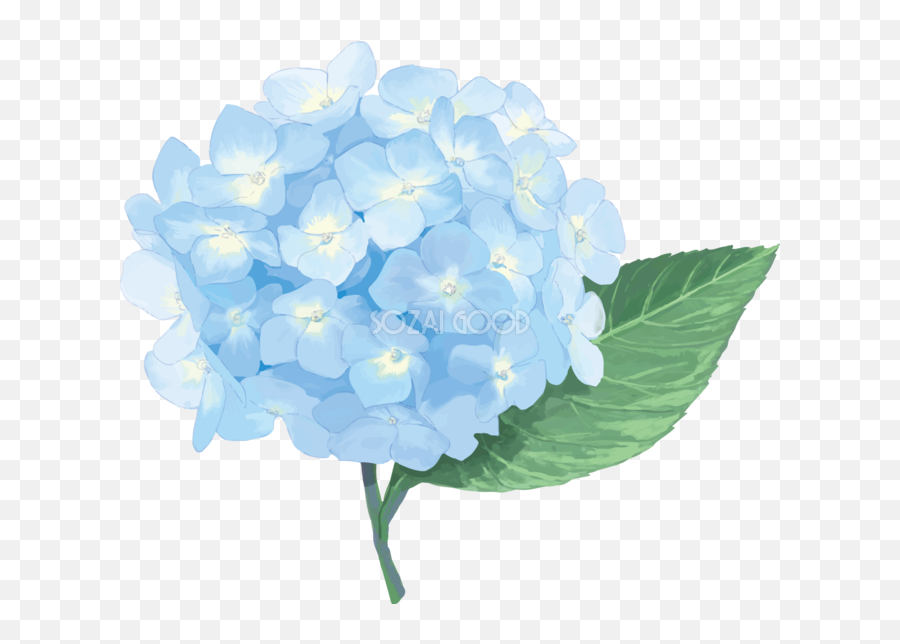French Hydrangea East - Transparent Hydrangea Png,Hydrangea Png