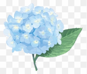 French Hydrangea East - Transparent Hydrangea Png,Hydrangea Png