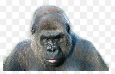 Gorilla Sticker By Betelgeuse Winters - Monkey Png,Gorilla Transparent Background