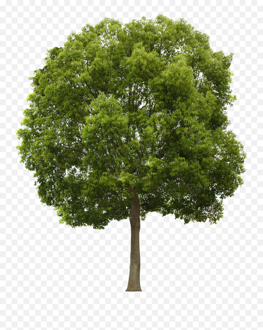 Free Trees Background Png Download - Tree Png Front View,Trees Background Png