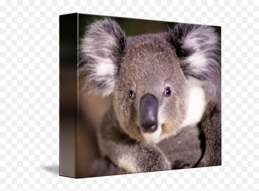Koala Bear By Panoramic Images - Koala Close Up Png,Koala Bear Png