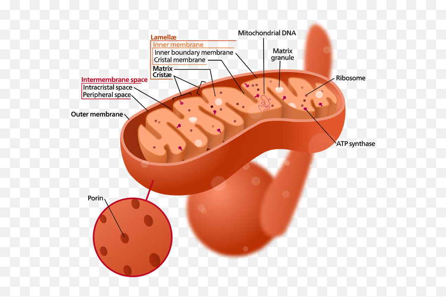 Studying The Inner Structure Of - Mitocondria Png,Mitochondria Png