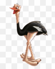 Download Ostrich Png Picture