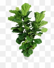 Ficus Lyrata Large Bush - Fig Plant Png