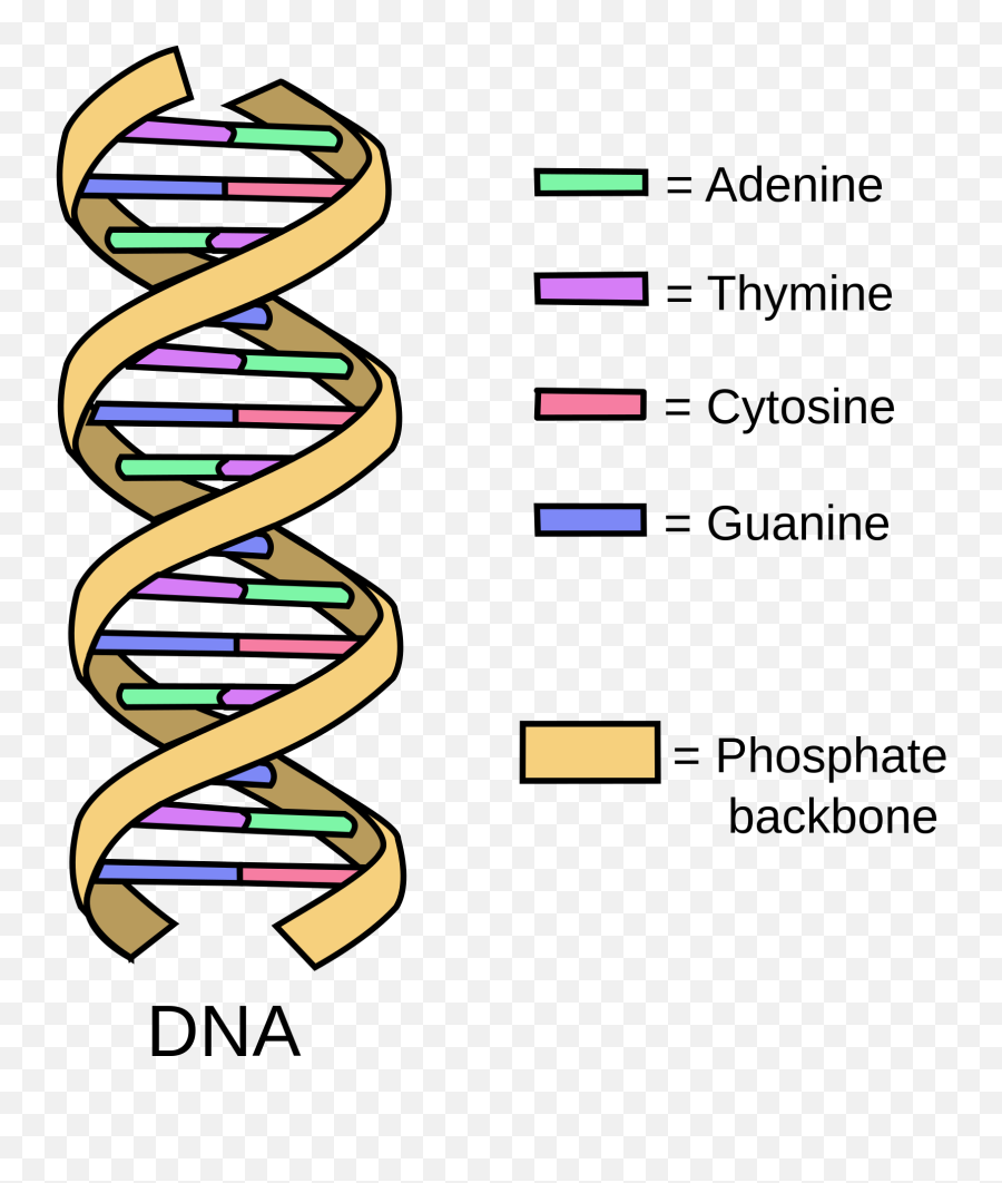 Related Image Dna Project Molecule Model - Structure Definition Png,Dna Strand Png