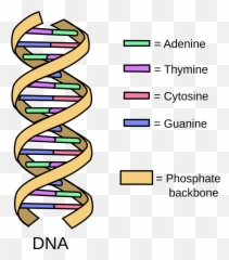 Related Image Dna Project Molecule Model - Structure Definition Png,Dna Strand Png