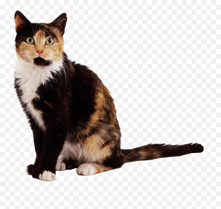 Download Image - Tortoiseshell And White Cats Hd Png,White Cat Png