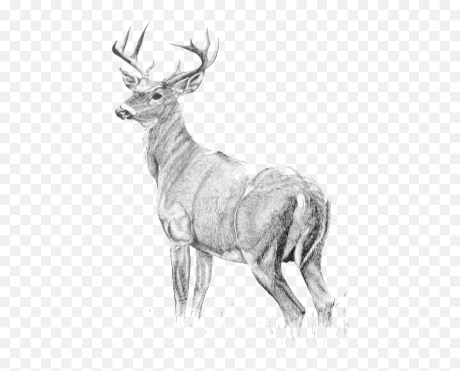 Download Hd Antelope Drawing Watercolor - Full Body Stag White Tail Deer Drawing Png,Antelope Png