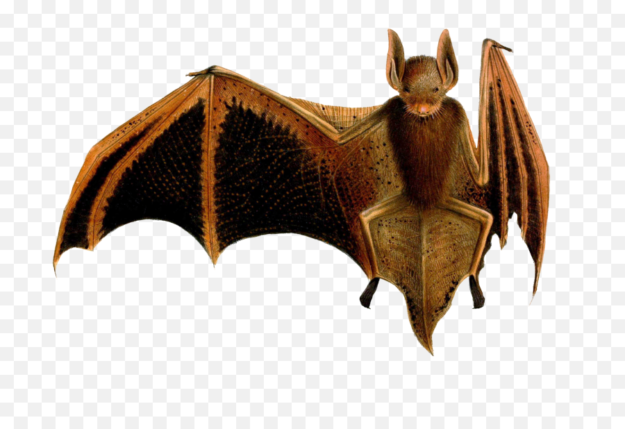 Bat Vintage Art Free Stock Photo - Public Domain Pictures Murcielago Papel Png,Bats Transparent Background