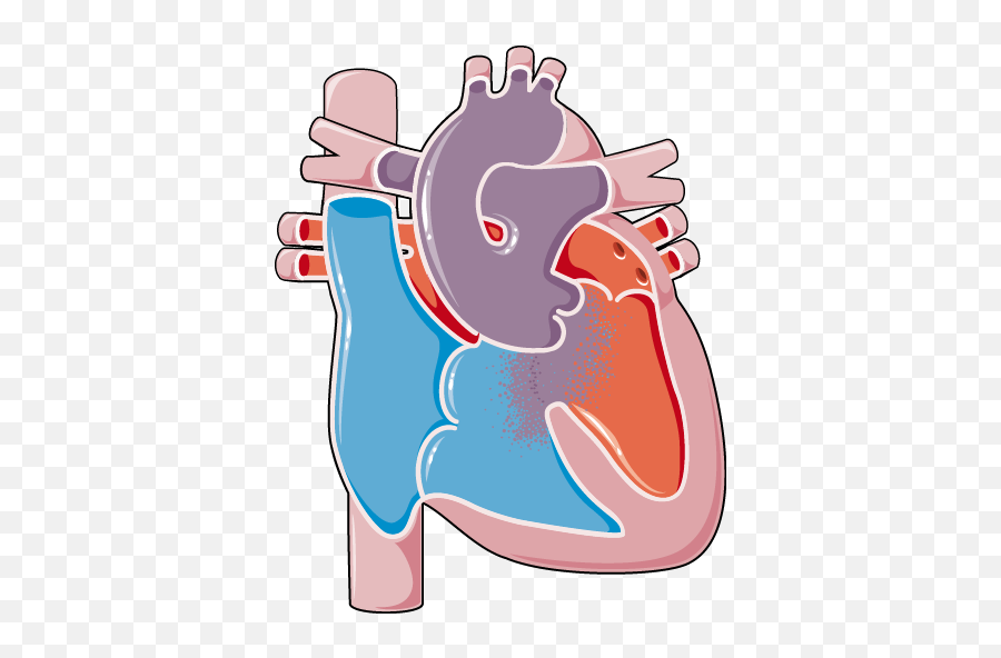 Congenital Heart Disease - Trunctus Arteriosus Servier Congenital Heart Disease Transparent Png,Cartoon Heart Png