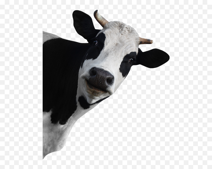 Png Background - National Just Because Day,Cow Transparent