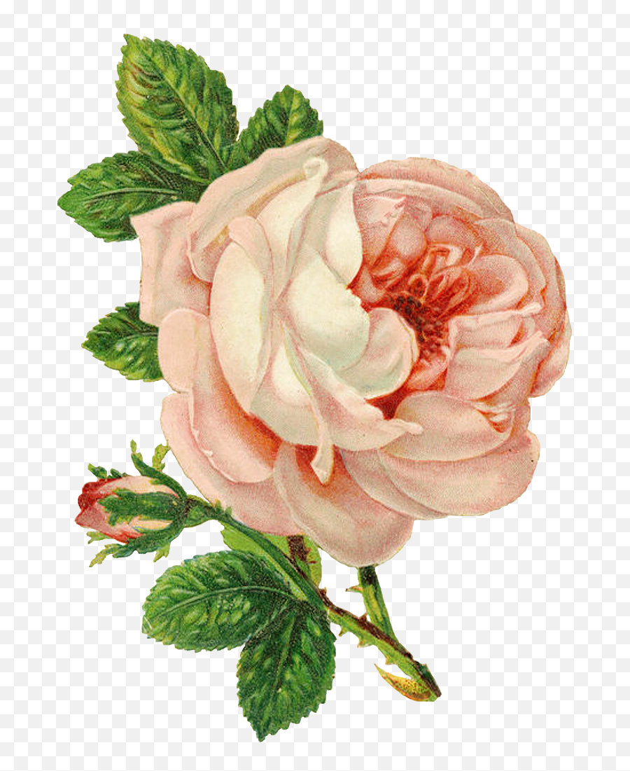 Victorian Flowers Vintage Roses - Pink Vintage Flower Png,Transparent Flower Border Tumblr