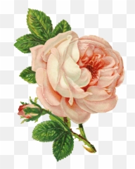 Victorian Flowers Vintage Roses - Pink Png
