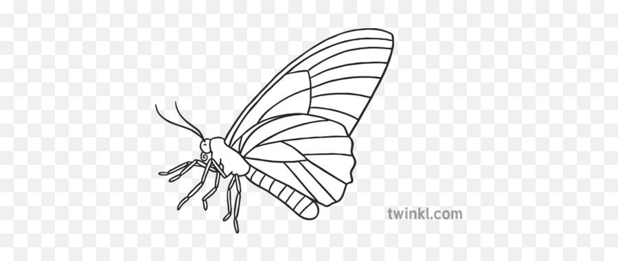 Butterfly Side View Black And White Illustration - Twinkl Parasitism Png,Png Butterfly