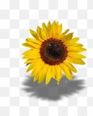 Canvas Print Sun Flower Png Transparent Background Stretched - Flowers Yellow