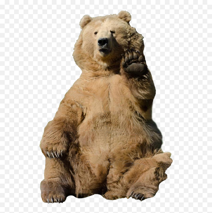 Download Soviet Bear Png - Bear Waving Transparent Grizzly Bear Waving Bear,Bear Png