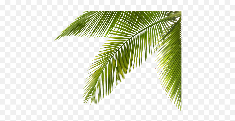 Palm Tree Branch Png Picture Library - Coconut Tree Coconut Tree Branches Png,Coconut Png