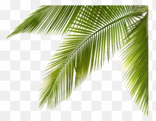 Palm Tree Branch Png Picture Library - Coconut Tree Coconut Tree Branches Png,Coconut Png
